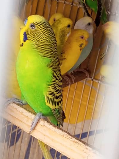 budgies for sale