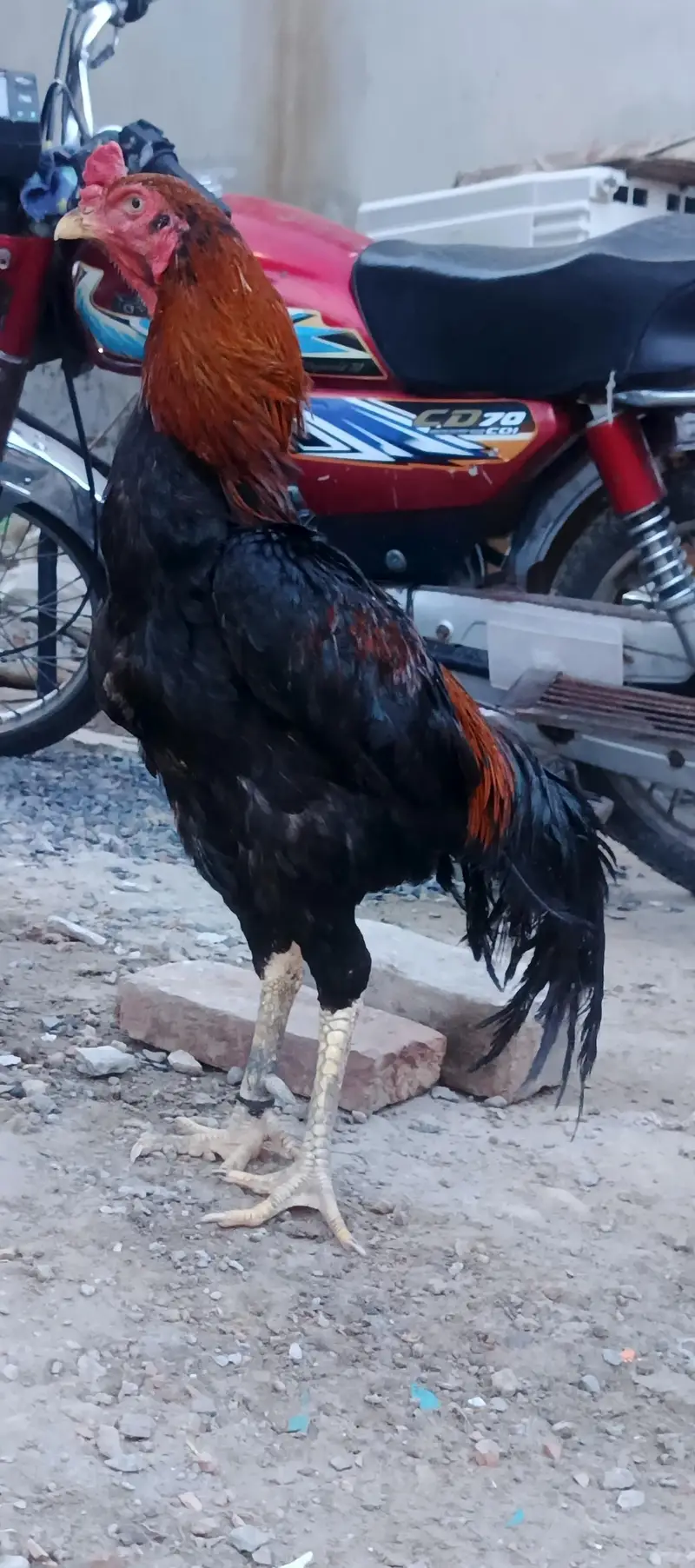 black female and thi cross male — photo 2