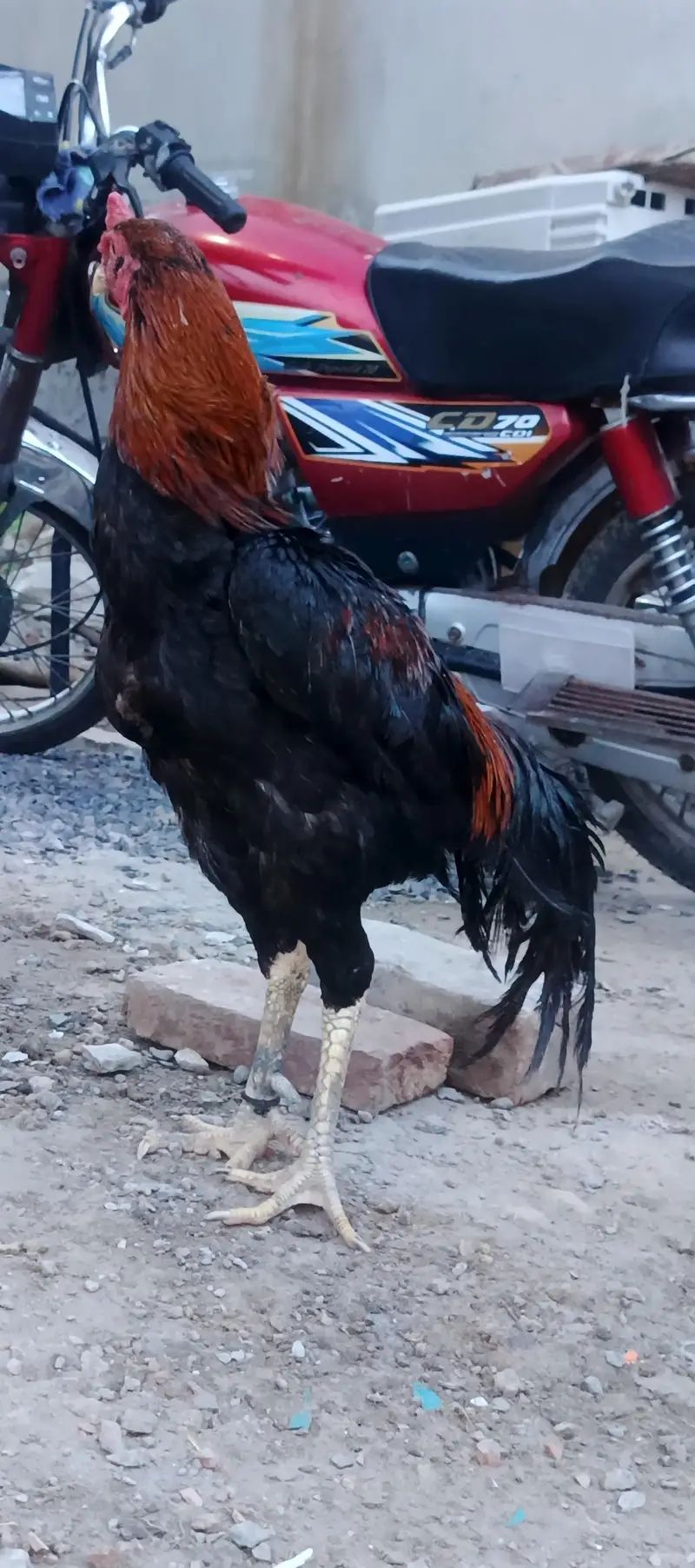 black female and thi cross male — photo 3