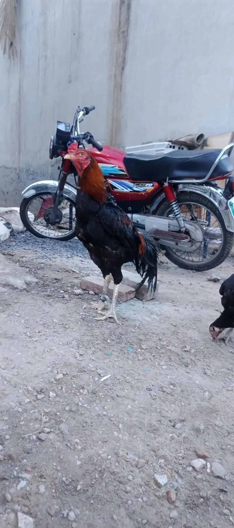 black female and thi cross male — photo 4