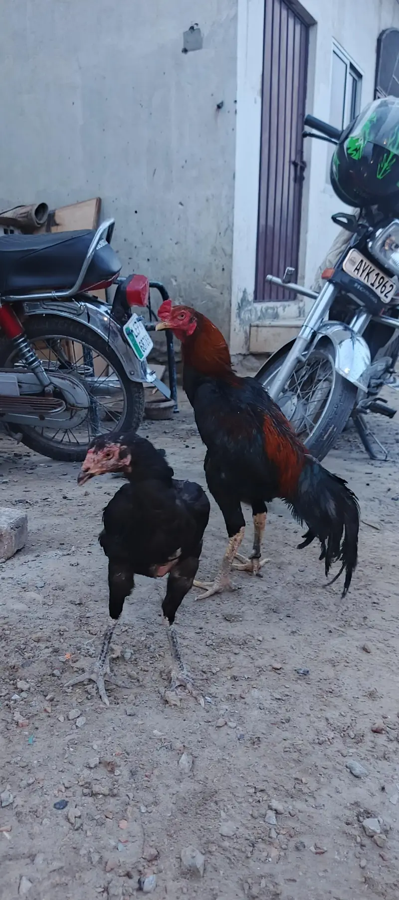 black female and thi cross male — photo 5