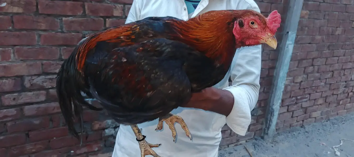 black female and thi cross male — photo 6