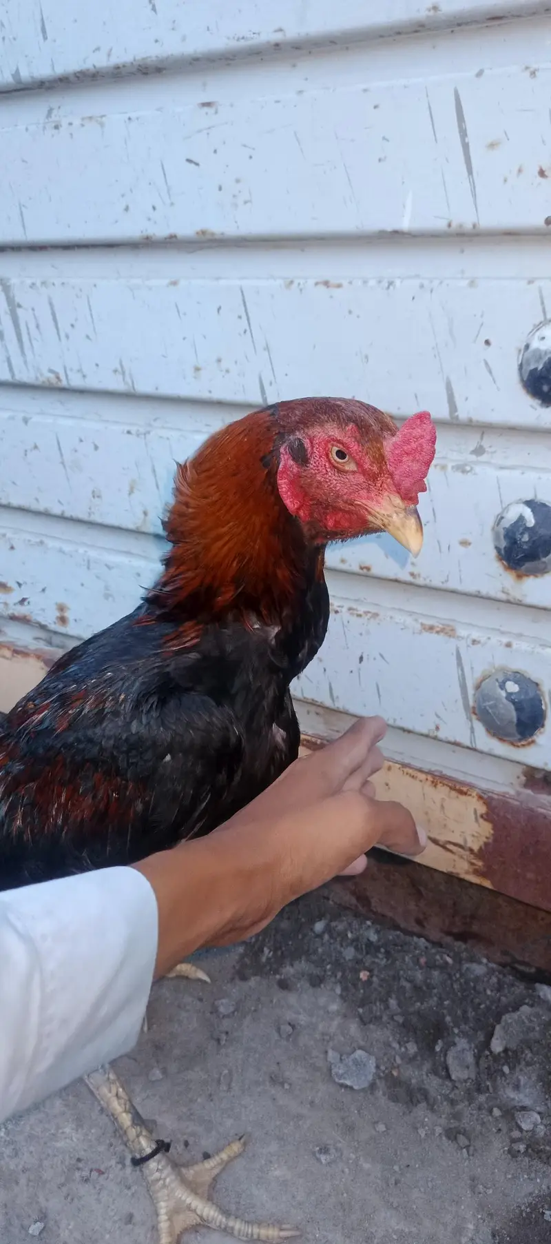 black female and thi cross male — photo 10