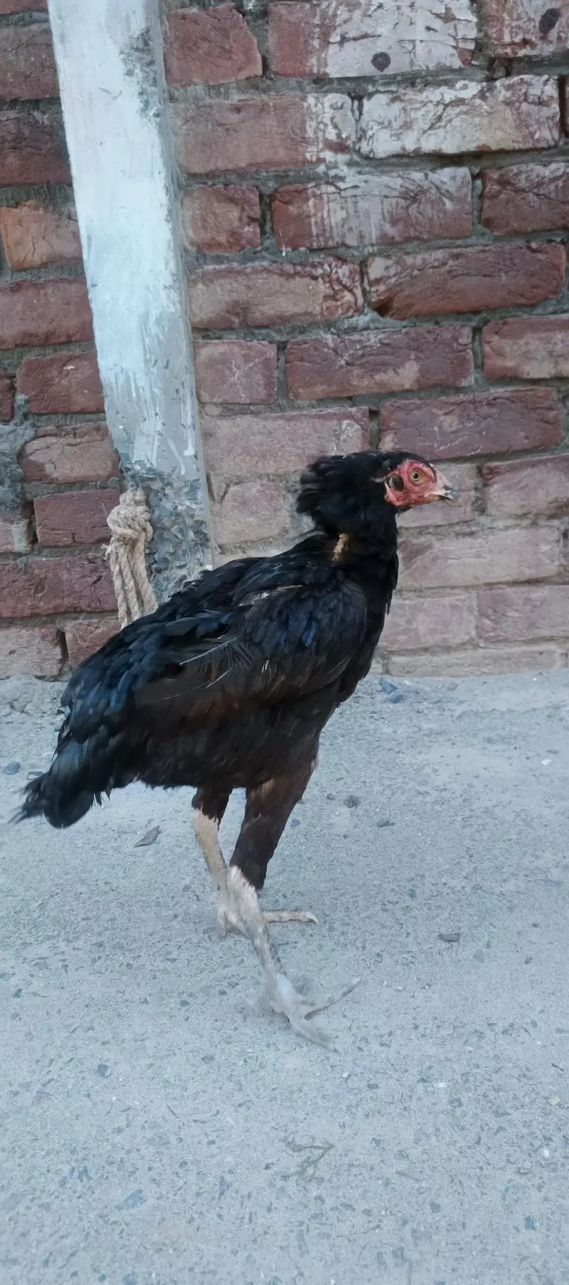 black female and thi cross male — photo 11
