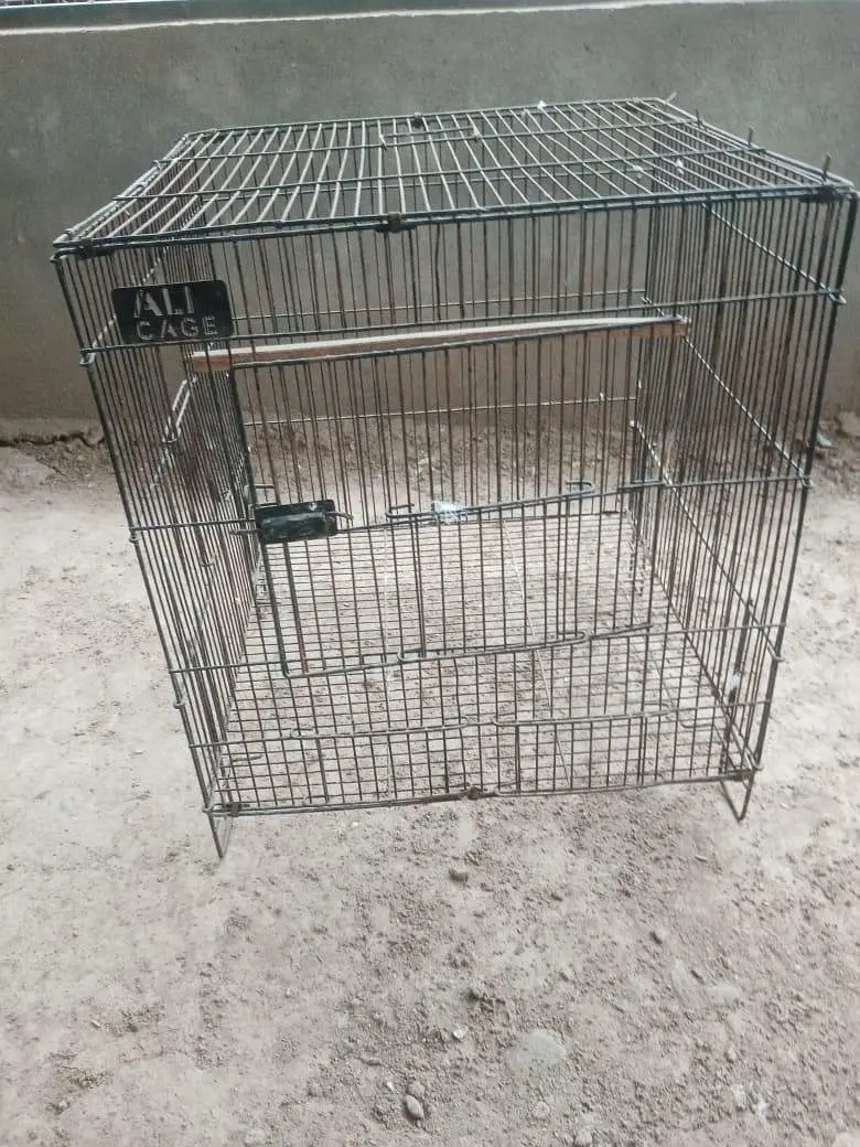 Voilet DF Turquoise |Cages|Aseel — photo 3
