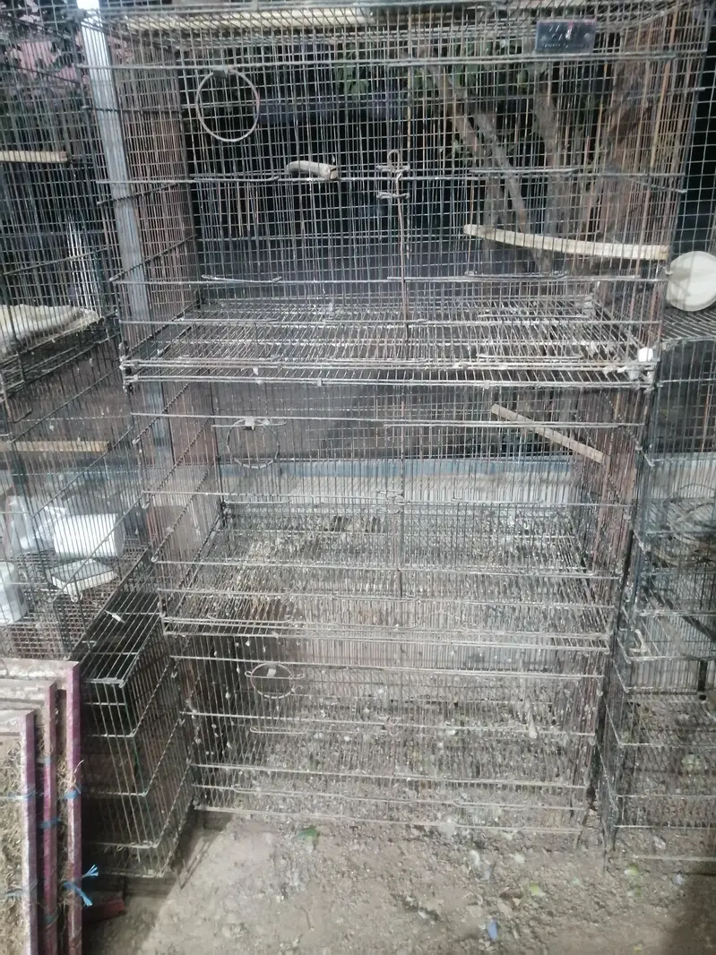 Voilet DF Turquoise |Cages|Aseel — photo 4