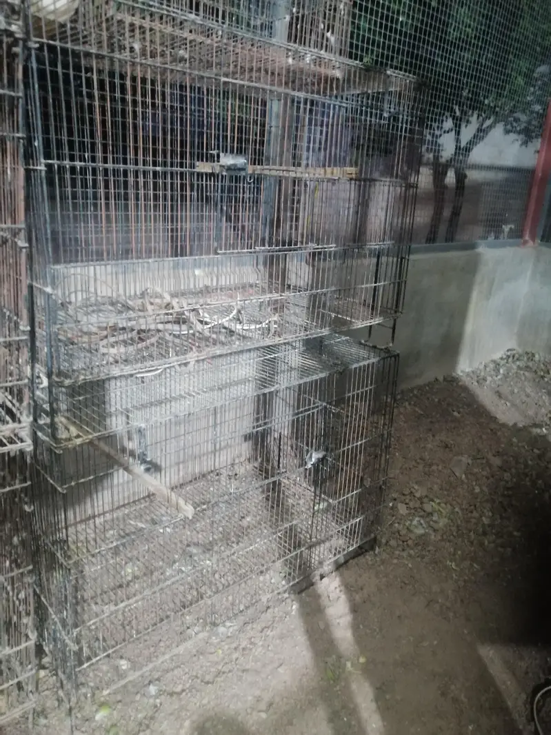 Voilet DF Turquoise |Cages|Aseel — photo 5