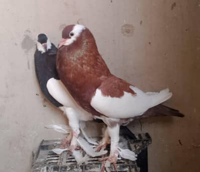 gubara pigeon
