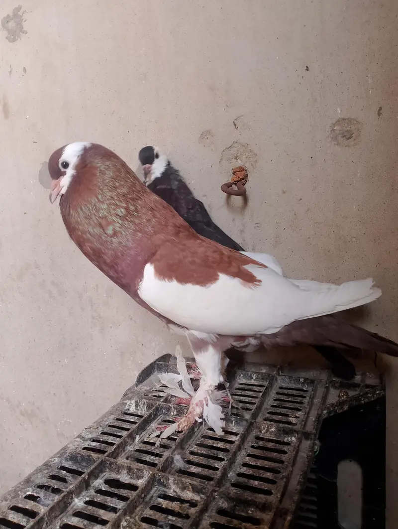 gubara pigeon — photo 2