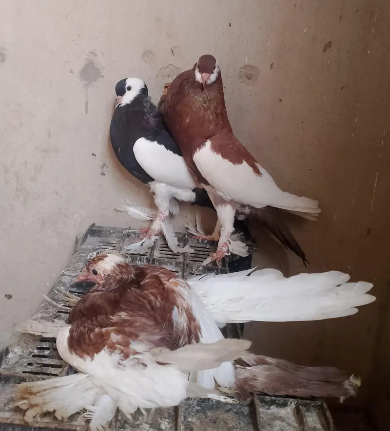 gubara pigeon — photo 3