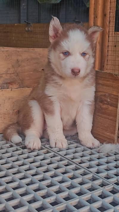 Siberian husky puppies | husky dog