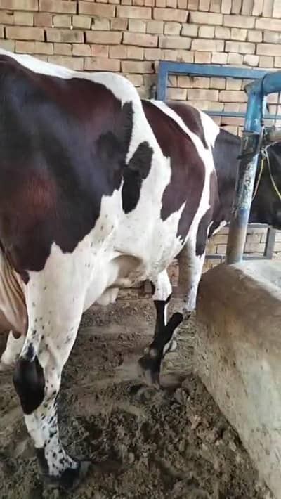 dairy cows