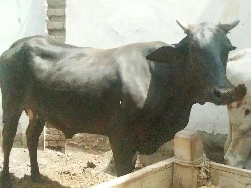 fresion cows 03208300546 — photo 2