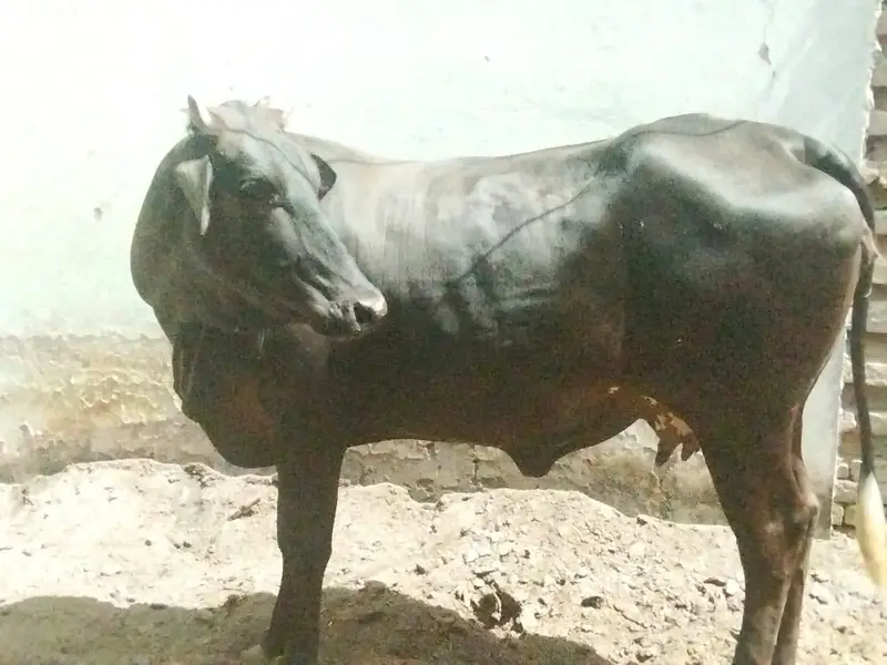 fresion cows 03208300546 — photo 5