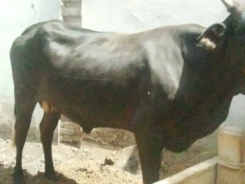 fresion cows 03208300546 — photo 6
