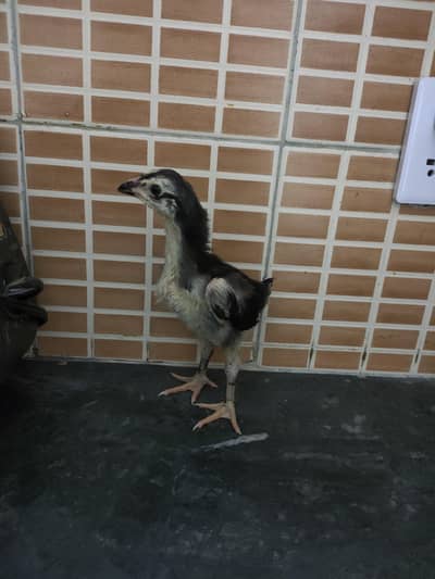 Shamo chicks pair available ( 03156158967 )