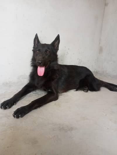 black German shepherd female age 15 month