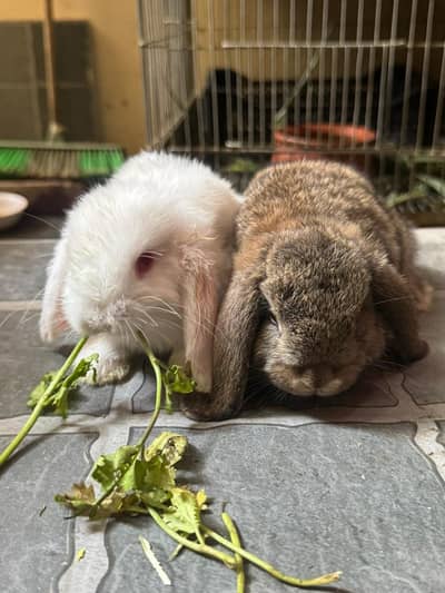 hollentlop. Rabbits