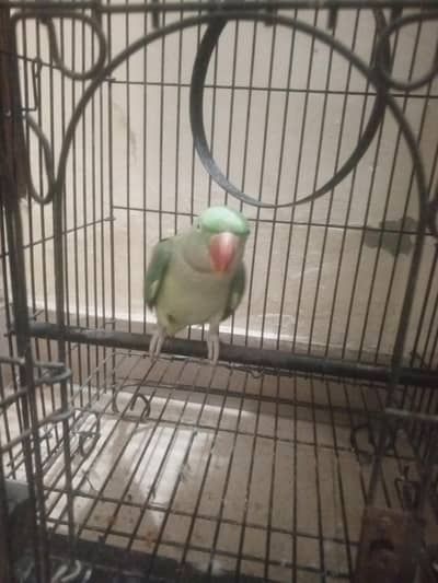raw female parrot