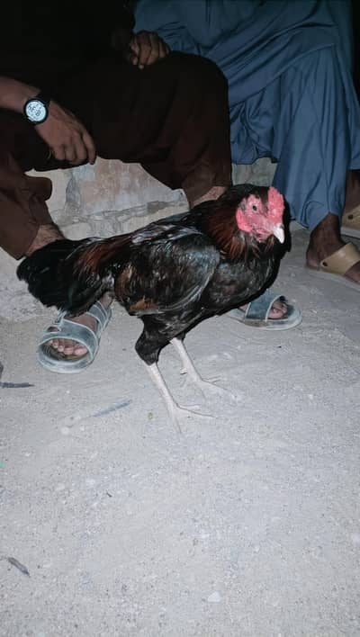 aseel mianwali