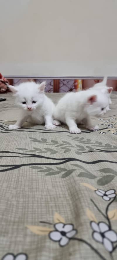 Persian pair for sale white color triple coat