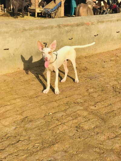 gultria dog pink nose ha 4month age ha