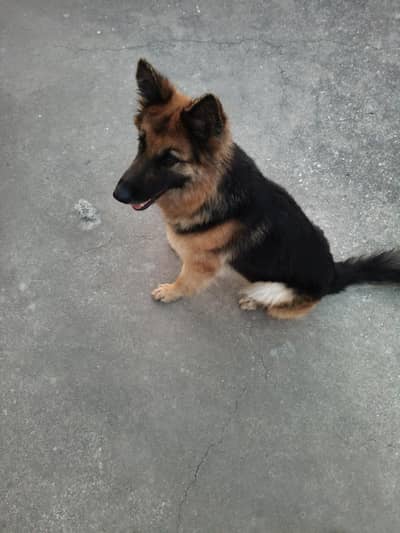 Female German shepherd 18 months
