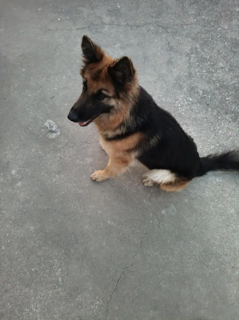 Female German shepherd 18 months