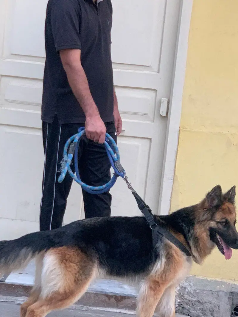 Female German shepherd 18 months — photo 2