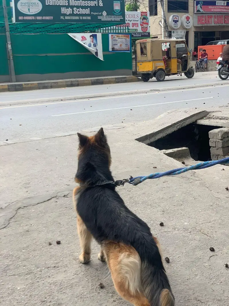Female German shepherd 18 months — photo 3