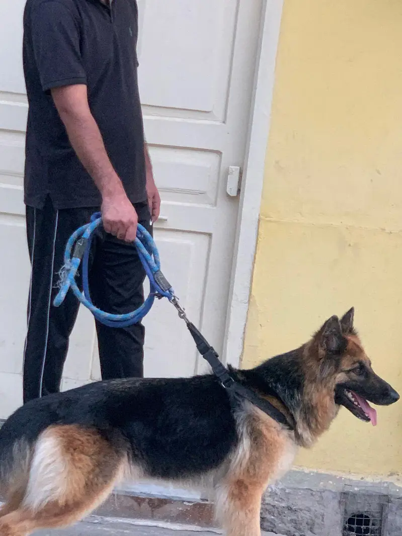 Female German shepherd 18 months — photo 4