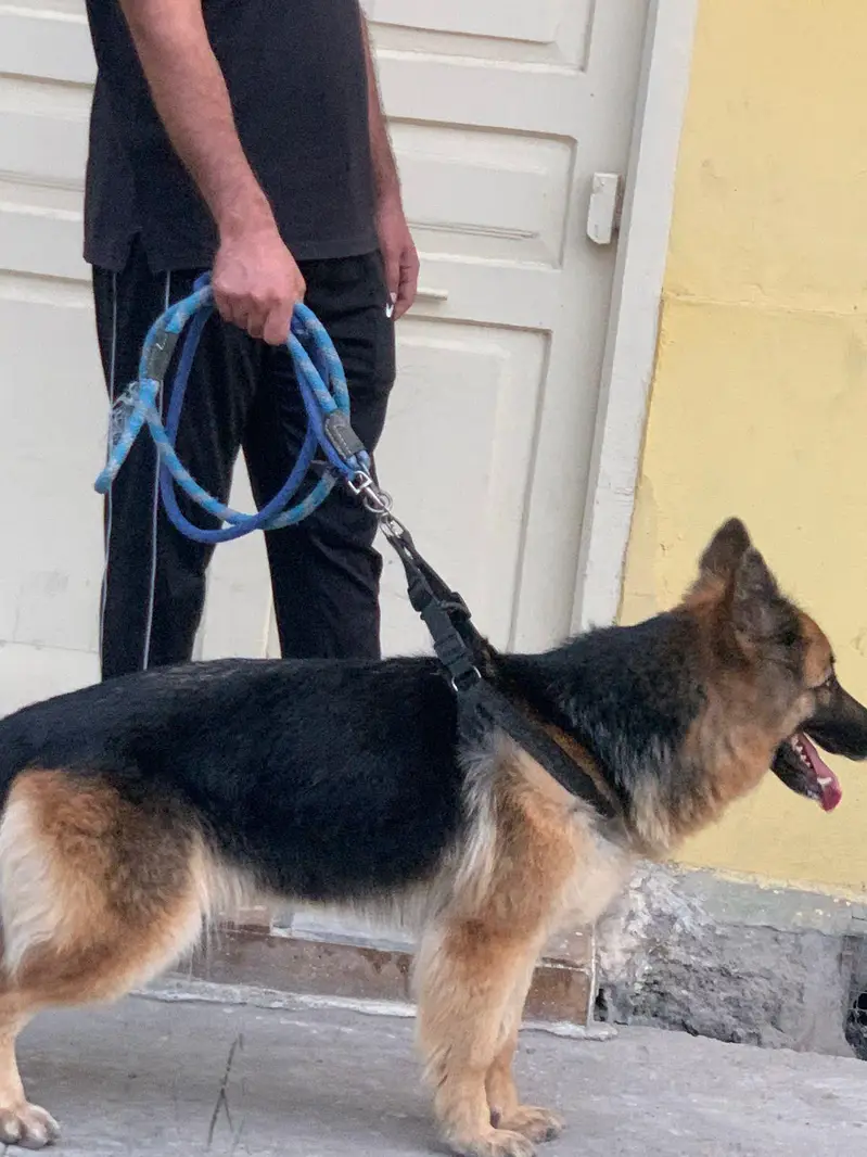 Female German shepherd 18 months — photo 5