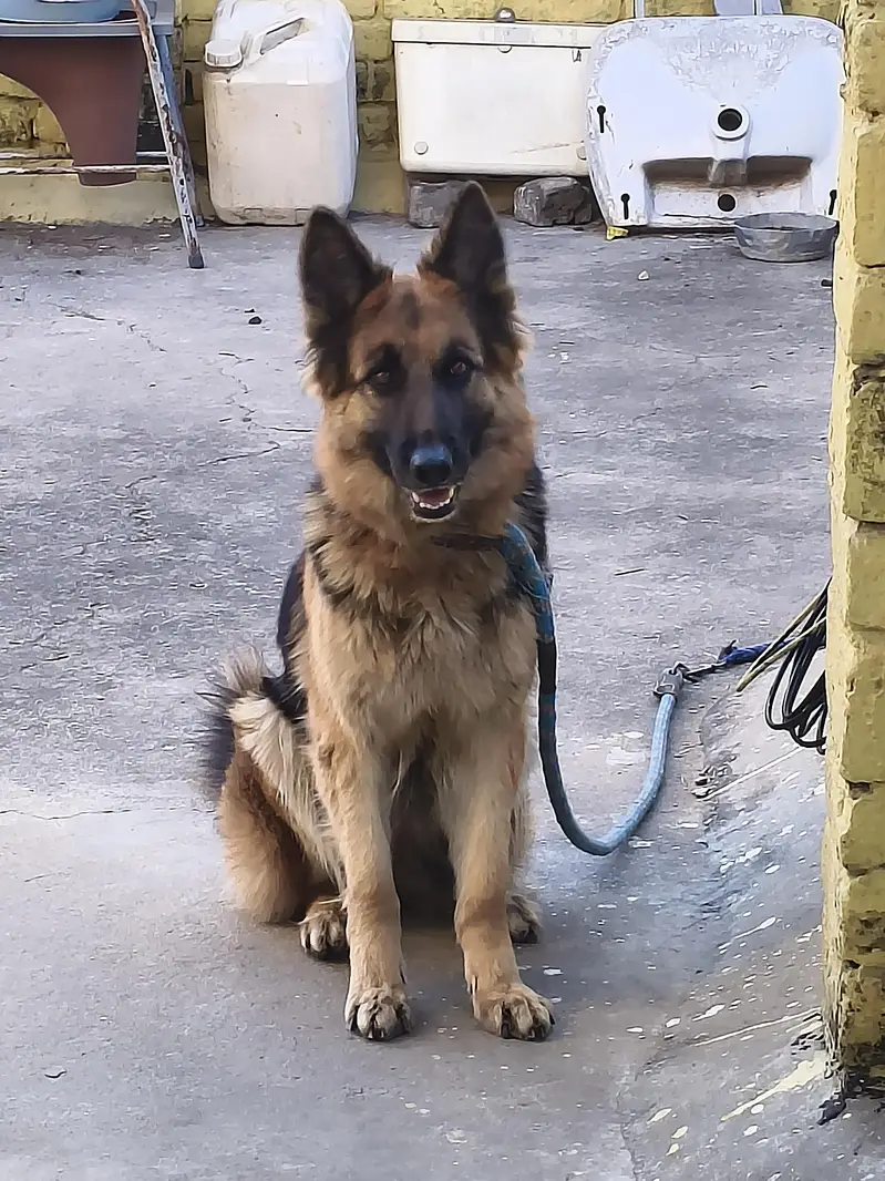 Female German shepherd 18 months — photo 6