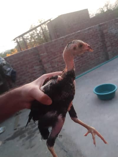 For Sale