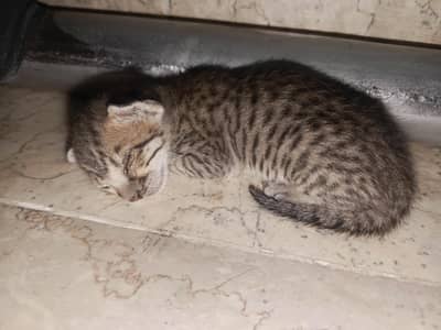 Cute Baby Tabby Kitten for Sale 