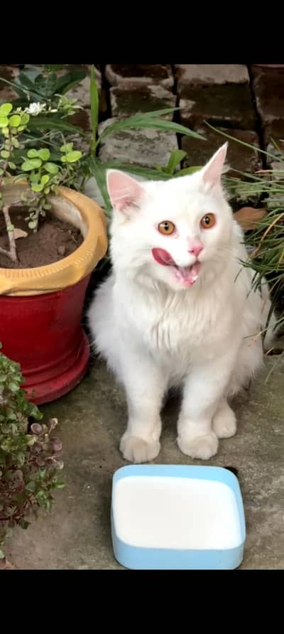 Persian cat for sale