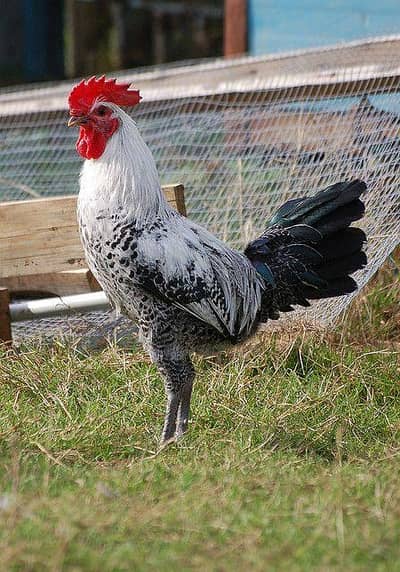 Fayoumi Rooster | 4.5 Months