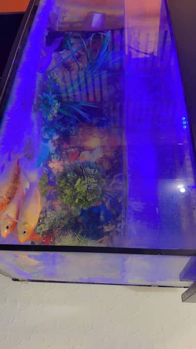 Fish aquarium and racks