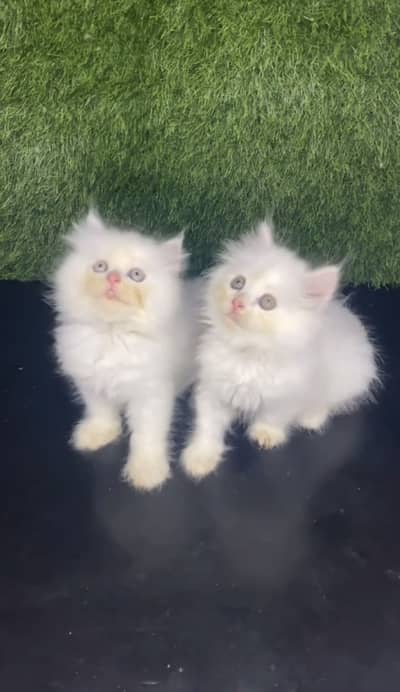 Quality Persian Punchface cat & kitten. moreWhatsApp 03367368470