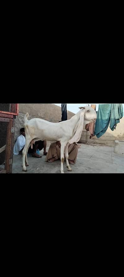 abluk bakri gulabi