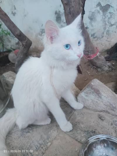 Turkish angora