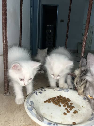Pure White Persian Kitten For Sale