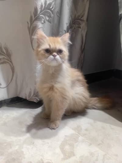Persian female cat for sale