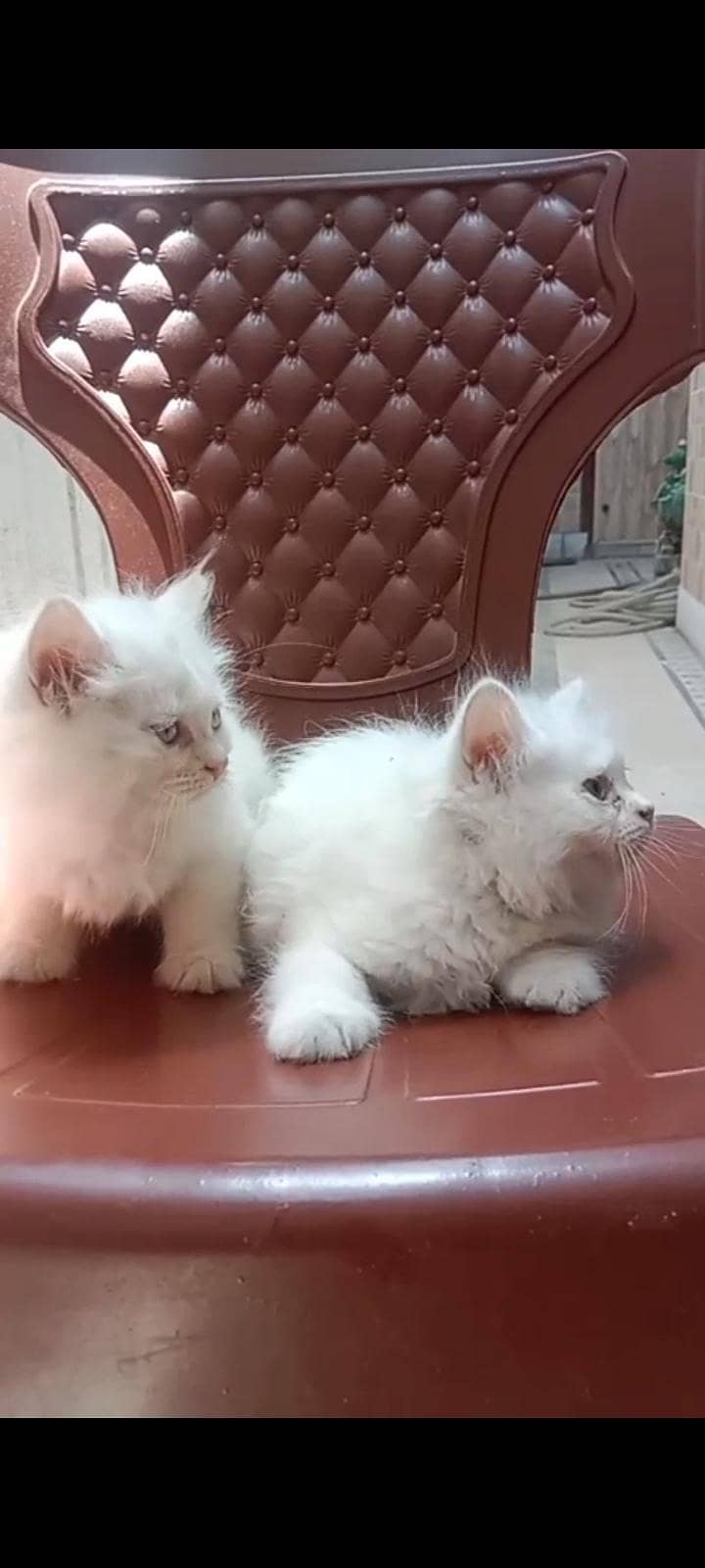 prison kitten 1
