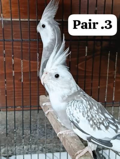 cocktail and love birds breeder pairs