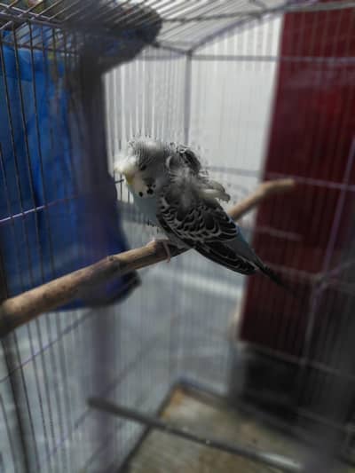 Hogoromo budgies. 03024296922