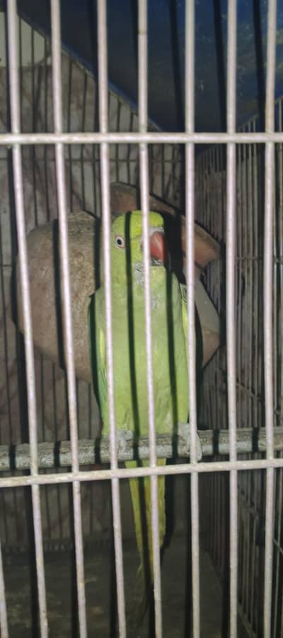 female parrot