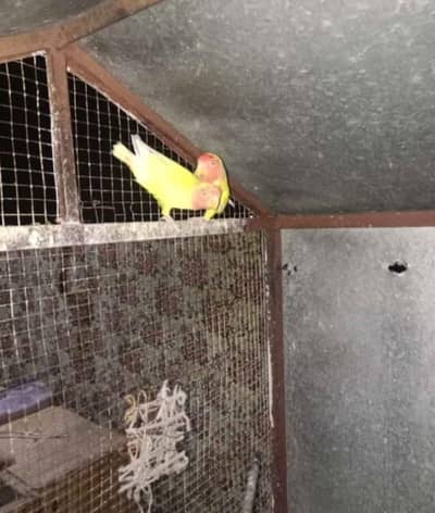 love bird pair 03301599974 Whatsapp number