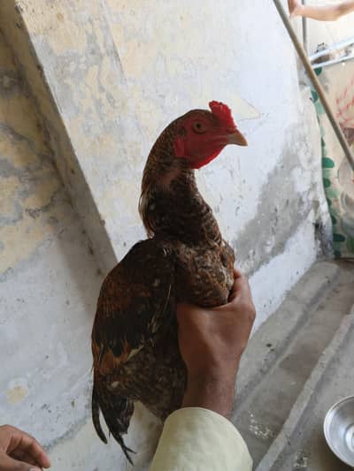 Aseel murga madi para urgent for sale