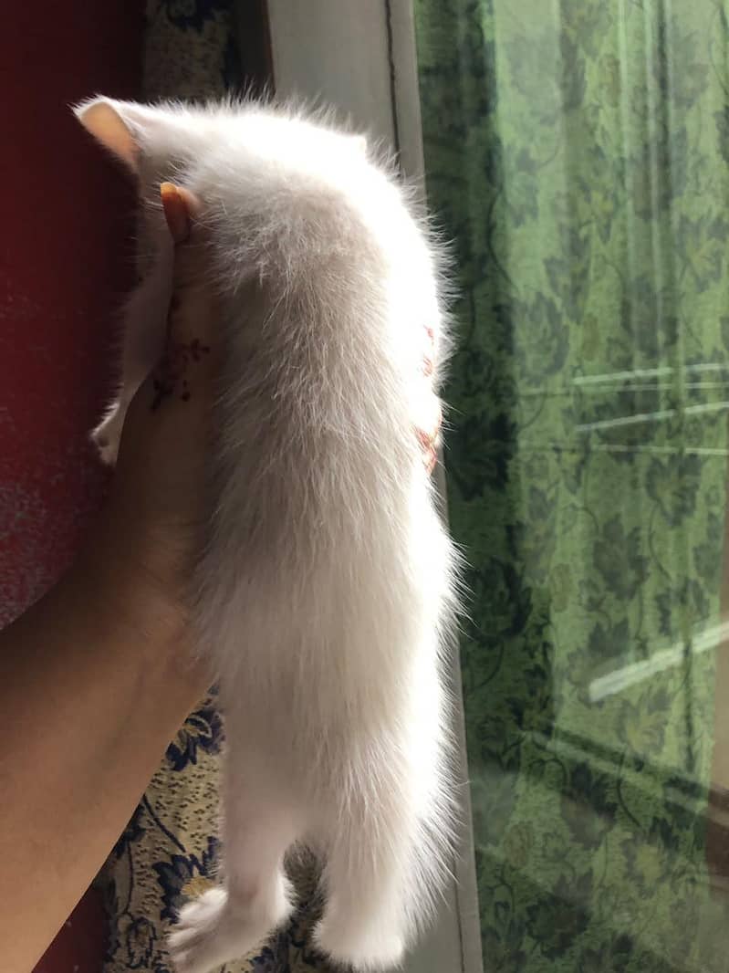 kittens  0